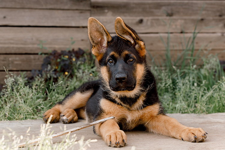 A German Shepard puppy